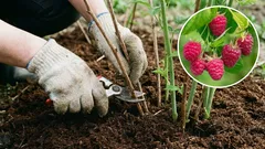 Zmeura și coacăzele în aprilie: trei pași care vor dubla recolta. Greșelile – de reținut